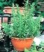 ROSEMARY - Rosmarinus Officinalis - 100 SEEDS