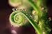 Wallmonkeys Peel and Stick Wall Decals - Spiral Macro - Removable Graphic
