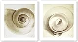 IMAGE OF Cut Shell and Snail Shell Set by Michael Mandolfo 12