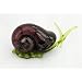 Glass Snail Ornament