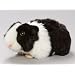 Meerschweinchen schwarz-wei� aus Pl�sch ca. 20cm.