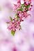 Wallmonkeys Peel and Stick Wall Decals - Pink Apple Bloosm Branch - Removable Graphic