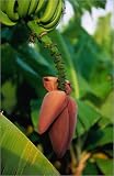 canvas Banana plant (Musa acuminata) with blossom and fruit in Lahaina, Maui. in size: 20 x 30 cm...