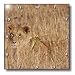 Female African Lion blends into the tall grass as she hunts.Serengeti Natonal Park, Tanzania. - 13x1
