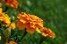 French Marigolds (tagetes) - 24