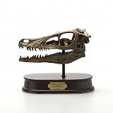 Velociraptor Skull, Dinosaur Polystone Statue, Scale 1/1