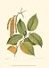 Black Birch HIGH QUALITY MUSEUM WRAP CANVAS Print Unknown 10x13
