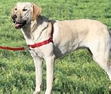 Gentle Leader Easy Walk Harness, Size: Small
