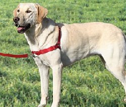 Gentle Leader Easy Walk Harness, Size: X-Large