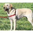 Easy Walk Harness - Red Medium/Large 'Tweener Size