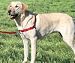 Easy Walk Harness - Red Medium/Large 'Tweener Size