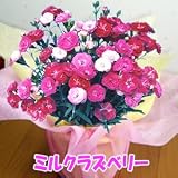 �y���������z�y��̓��M�t�g�z�J�[�l�[�V���� �}�W�J���`���`�� ���Y�x���[ �T�����A���y5/5~5/10�̊Ԃɂ��͂��z