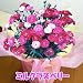 �y���������z�y��̓��M�t�g�z�J�[�l�[�V���� �}�W�J���`���`�� ���Y�x���[ �T�����A���y5/5~5/10�̊Ԃɂ��͂��z