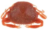Gulp! Saltwater Peeler Crab