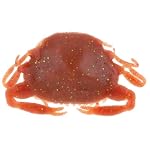 Gulp! Saltwater Peeler Crab