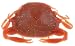 Gulp! Saltwater Peeler Crab