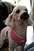 Small Reflective Mesh Soft Dog Harness Safe Harness No Pull Puppy Harnesses for Small Dogs Cats, Pink Small