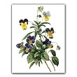 Viola Tricolor - Gift Enclosure Cards (set of 12)
