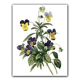 Viola Tricolor - Gift Enclosure Cards (set of 12)