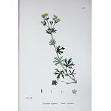 植物学は C1902 古めかしい Cinquefoil の Potentilla 色を植えます