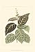 Tropical Variegation II - Vision studio Art Print Poster 13 x 19