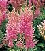 Astilbe chinensis pumila