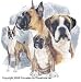 Gallery Collection Dog Breed Treat Jar - Boxer