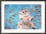 Cat Observing Goldfish in an Aquarium Framed Photographic Poster Print by Richard Stacks, 35x26