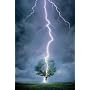 Lightning Bolt (Lightning Striking Tree) Art Poster Print - 24" X 36"