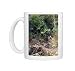 Photo Mugs of WAT-10612 Betel Palm from Ardea Wildlife Pets