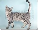 EGYPTIAN MAU KITTEN CAT Mouse Mat