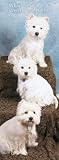 West Highland White Terriers 2009 Slimline Wall Calendar