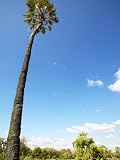 Lala Palm, Northern Tuli Game Reserve, Botswana Photographic Poster Print by Roger De La Harpe, 18x24