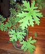 Citronella Mosquito Plant - West Nile Virus - 4