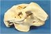 Dugong Skull