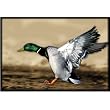 Upstream Images Duck Static Wall Graphic