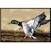 Upstream Images Duck Static Wall Graphic