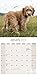 Cockapoo Calendar - 2016 Wall Calendars - Dog Calendars - Monthly Wall Calendars by Avonside