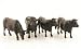figures Aberdeen Angus cows, 4 pieces, Model Car, Ready-made, Britains 1:32