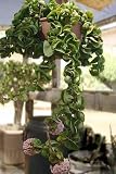 Hindu or Indian Rope Plant - Hoya - Hanging Basket