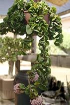 Hindu or Indian Rope Plant