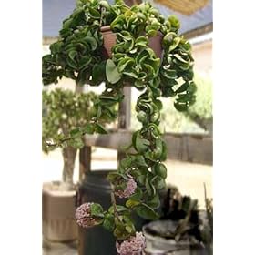 garden house plant