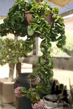 Childrens Toyshop  Outdoor Living : Hindu or Indian Rope Plant - Hoya - Hanging Basket