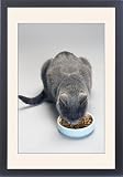 Framed Prints of Chartreux Cat - feeding from bowl with dry food from Ardea Wildlife Pets