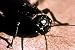 Insect Zoo (1960's) [DVD]