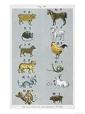 The 12 Creatures of the Chinese Zodiac Positioned in Opposing Pairs Art Giclee Poster Print, 36x48