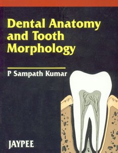 Dental Anatomy and Tooth Morphology