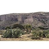 Bio.Essentials:World Biomes: Desert Rainforest DVD