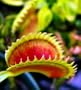 Dente Venus Fly Trap Plant - Dionaea - Carnivorous - Potted