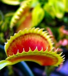 Dente Venus Fly Trap Plant - Dionaea - Carnivorous - Potted